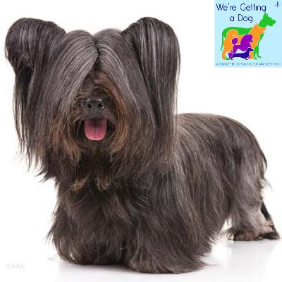 Wesley Wants a Skye Terrier Wesley Wants a Skye Terrier
