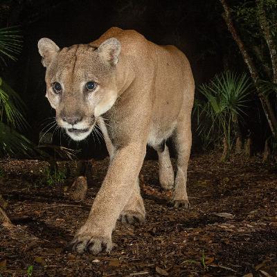 WILD - PODCAST ANIMALIERS # 167 - LA PANTHERE DE FLORIDE