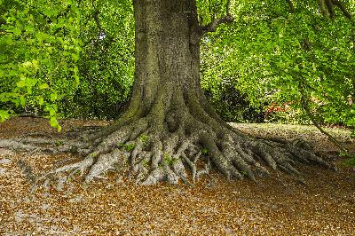 MEDITATION  Becoming Your Favourite Tree
