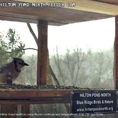 #29—Livestream Our Nature Cams: Tons of American Goldfinches