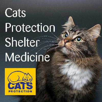 Feline Welfare Feline Welfare
