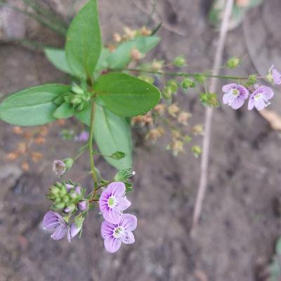 American Speedwell (Veronica americana)