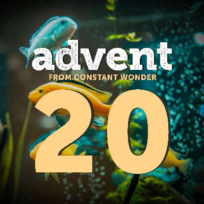 Unexpected Lessons from an Aquarium - December 20
