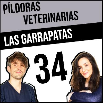34. Las garrapatas como transmisoras de enfermedades #Veterinaria #Vacunación #Perros