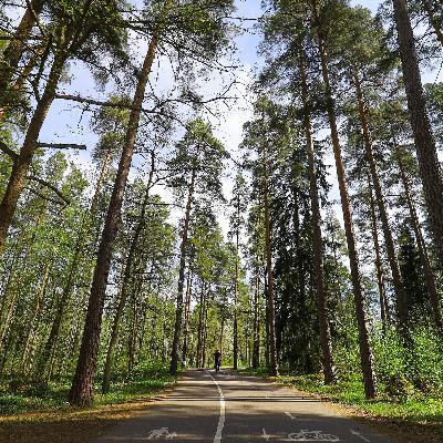 Wälder in Schweden - Zwischen Schutz und Profit