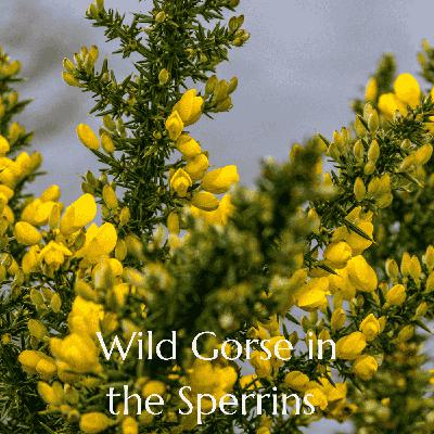 #No. 5 Bridging Divides - Nature , Healing and Protecting the Sperrin Mountains #No. 5 Bridging Divides - Nature , Healing and Protecting the Sperrin Mountains