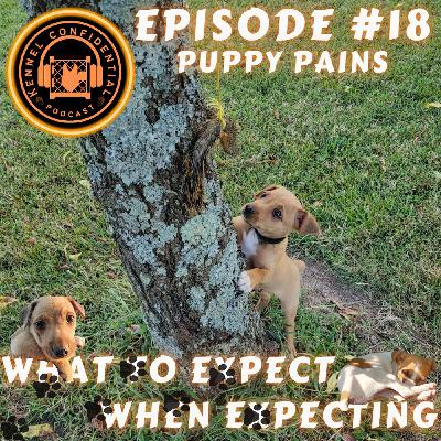 Episode: 18 - Puppy Pains Episode: 18 - Puppy Pains