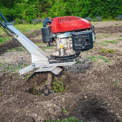 Transplanting House Plants, More Fungus Gnat Problems, Tree Trouble Transplanting House Plants, More Fungus Gnat Problems, Tree Trouble