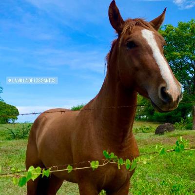 Éxitos del Típico Panameño Parte 1: Cultura, Tradición y Costumbres.