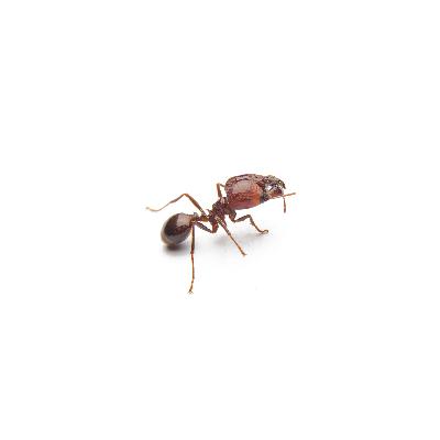 S8 Ep50: The hidden cost of invasive species