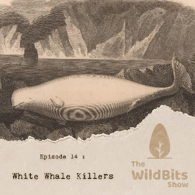White Whale Killers White Whale Killers