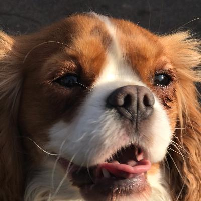 A Series Of Unfortunate Dog Walks