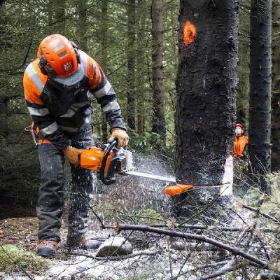 Sitkagreni, alaskaösp og keðjusögin