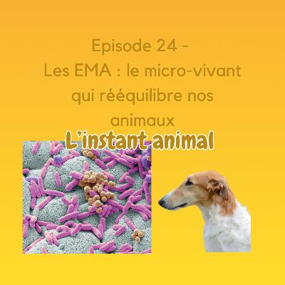 #24 Les EMA : le micro-vivant qui rééquilibre nos animaux