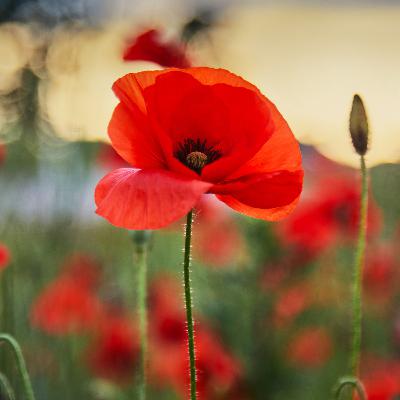 Lest We Forget: Remembrance Day 2025