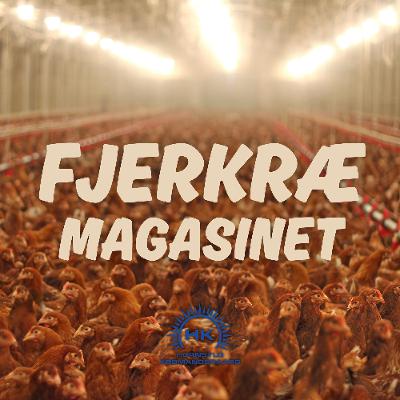 Fjerkræmagasinet 2026 - Februar: Fodringens fem faser Fjerkræmagasinet 2026 - Februar: Fodringens fem faser