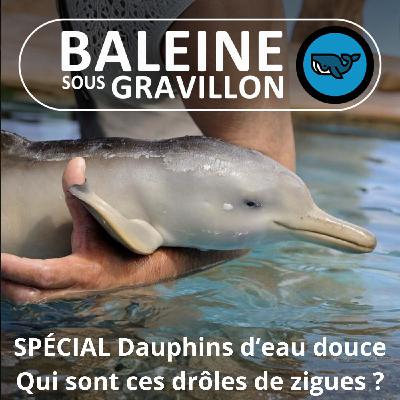 SPÉCIAL Dauphins d'eau douce : Boto, Sousouc, Baiji et autres raretés... SPÉCIAL Dauphins d'eau douce : Boto, Sousouc, Baiji et autres raretés...