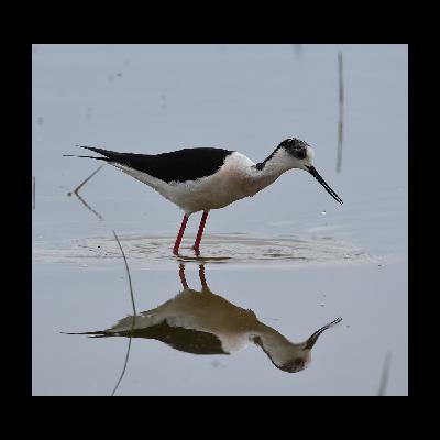 22 - El dels Aiguamolls de l'Empordà