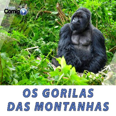 #24 - Gorilas da montanha