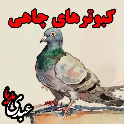 کبوترهای چاهی