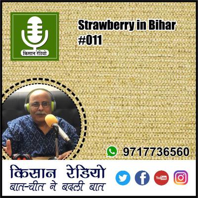 Strawberry in Bihar