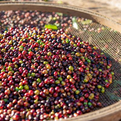 Confira um bate-papo sobre inovação, tecnologia e empreendedorismo da cultura cafeeira!