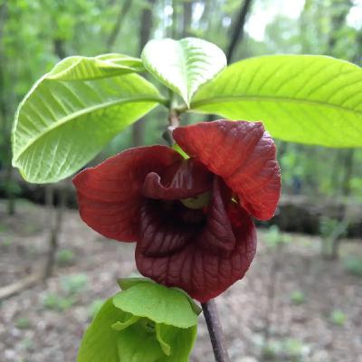 Ep. 550 - For the Love of Flowers (feat. Sam Tallent) Ep. 550 - For the Love of Flowers (feat. Sam Tallent)