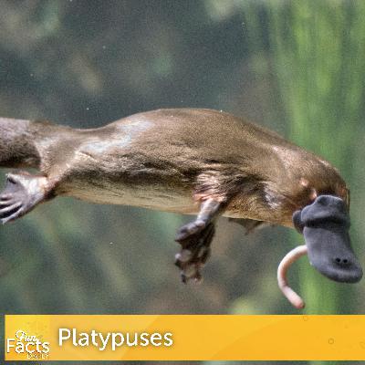 Fun Facts About Platypuses