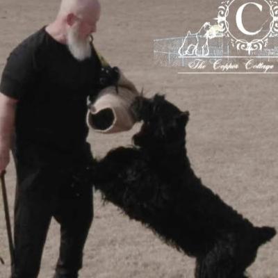 Giant Schnauzers - Brandon & Nicole Carter from The Copper Cottage Canines Giant Schnauzers - Brandon & Nicole Carter from The Copper Cottage Canines