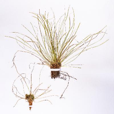 Выхухоль Выхухоль