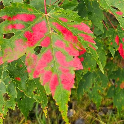 Skogsfredag #292 - Lövskogsprojektet på djupet och inget fel på höga virkespriser Skogsfredag #292 - Lövskogsprojektet på djupet och inget fel på höga virkespriser