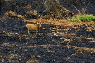 León, hacia rutas salvajes: El zarpazo de los incendios a la fauna y la flora de León (16/09/2025)