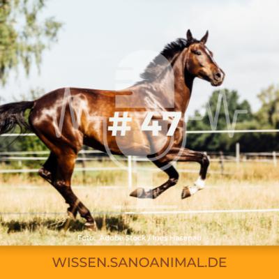 Sanoanimal Podcast #47 - Wie viel Weidegang ist gesund für mein Pferd?