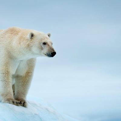 L’ours polaire