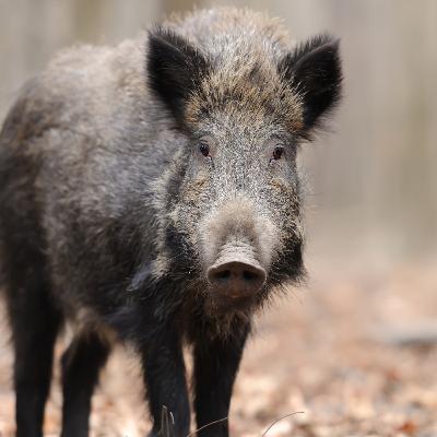עדויות חיילים על נוכחות חזירי בר בסביבת מחנה עופר