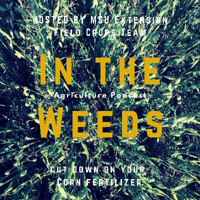 In the Weeds: Cut Down on Your Corn Fertilizer