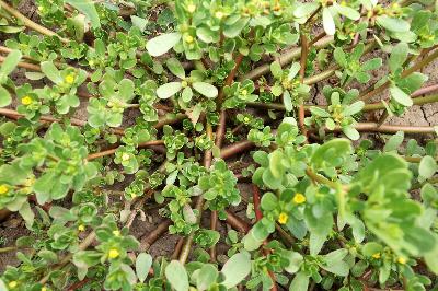 Weeding 101: Remove some in the sun and some after rain