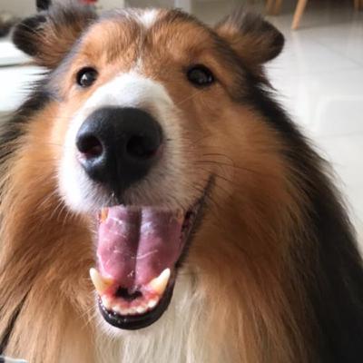 RaçãoCast Ep. 02 - Debate sobre a compra e adoção de animais domésticos