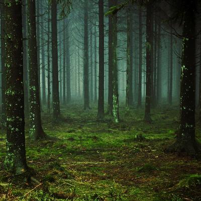 Kintsugi Sleep Story | Japanese Forest Meditation for Healing