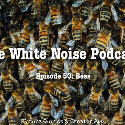 WNP-04X50: Bees | ASMR RELAX SLEEP MEDITATE