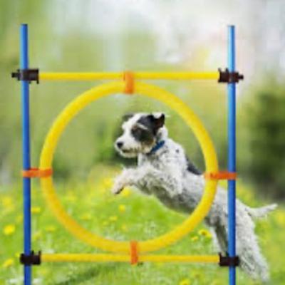 Training your dog Training your dog