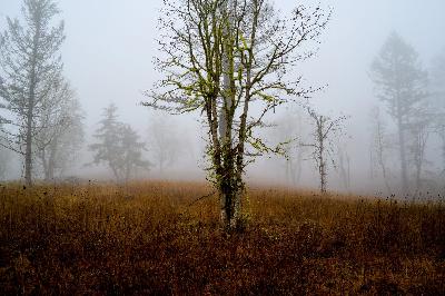 153 - Learn Contemplative Forestry with Jason Brown