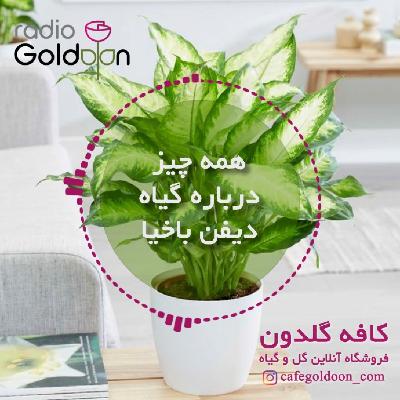 معرفی، نگهداری و تکثیر گیاه دیفن باخیا معرفی، نگهداری و تکثیر گیاه دیفن باخیا