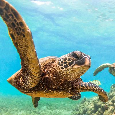 Look where you jump, especially if you're in the middle of the ocean