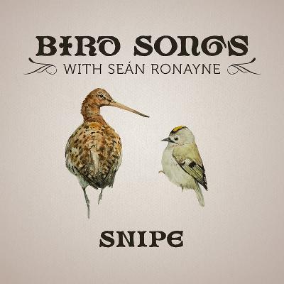 Snipe | Bird Songs with Seán Ronayne Snipe | Bird Songs with Seán Ronayne