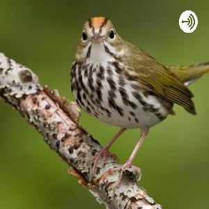 The Oven Bird by Robert Frost
