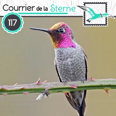 CDLS#117 : Highway to Eat (Colibri d'Anna et Goéland d'Audubon)