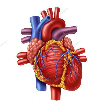 Sistema Cardiovascular