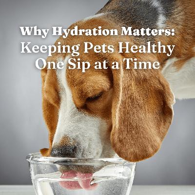 Why Hydration Matters: Keeping Pets Healthy One Sip at a Time