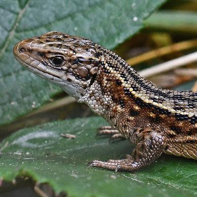Episode 75: Green Shoots 6 - A Home for Lizards